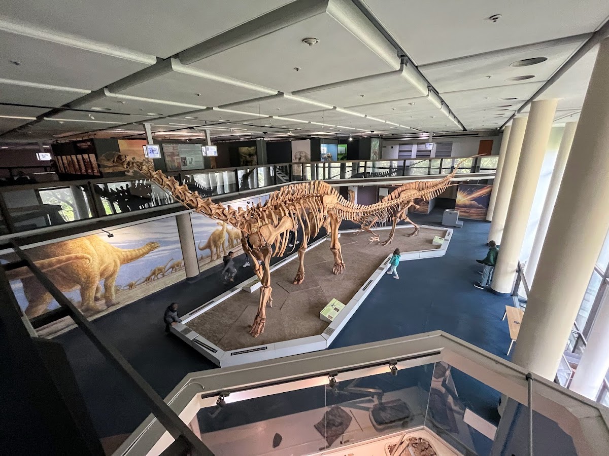 Iziko South African Museum — photo 2