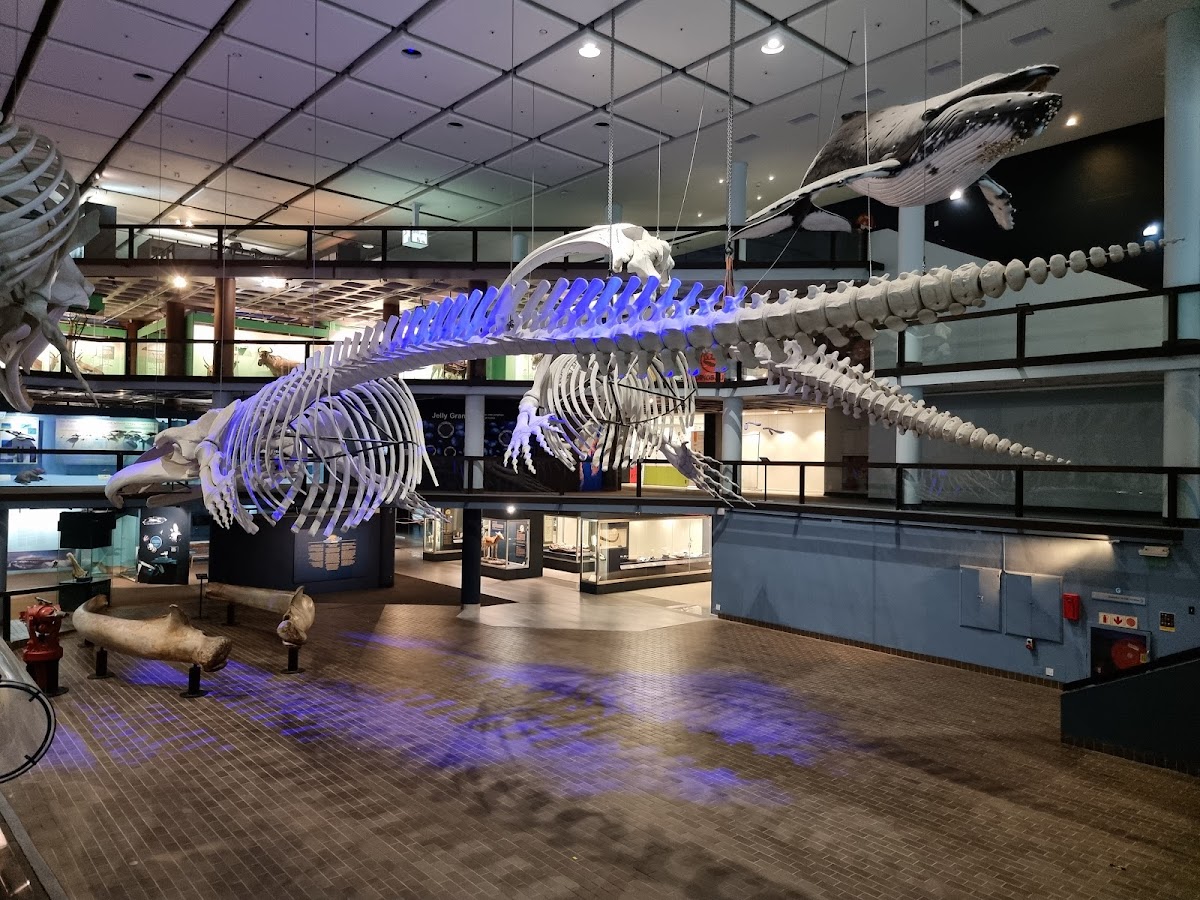 Iziko South African Museum — photo 3