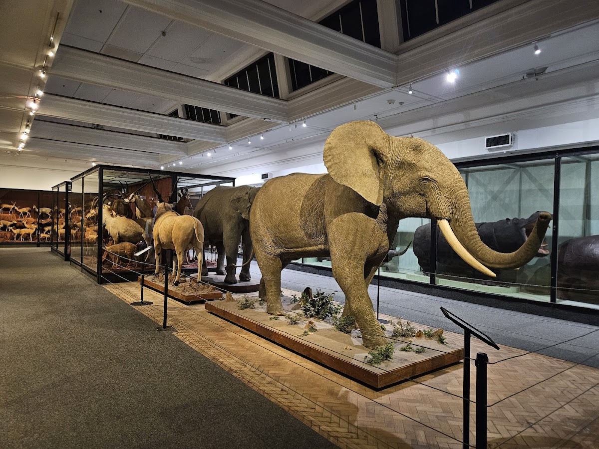 Iziko South African Museum — photo 4