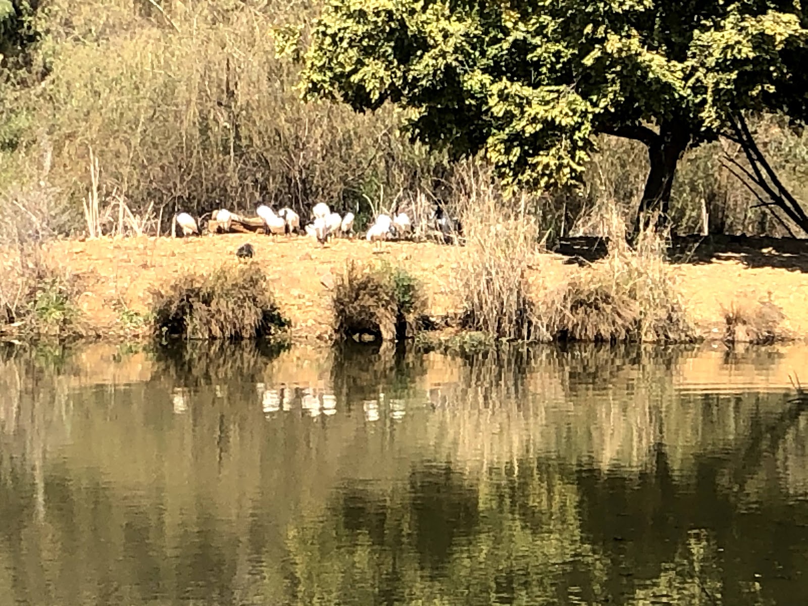 Austin Roberts Bird Sanctuary — photo 2