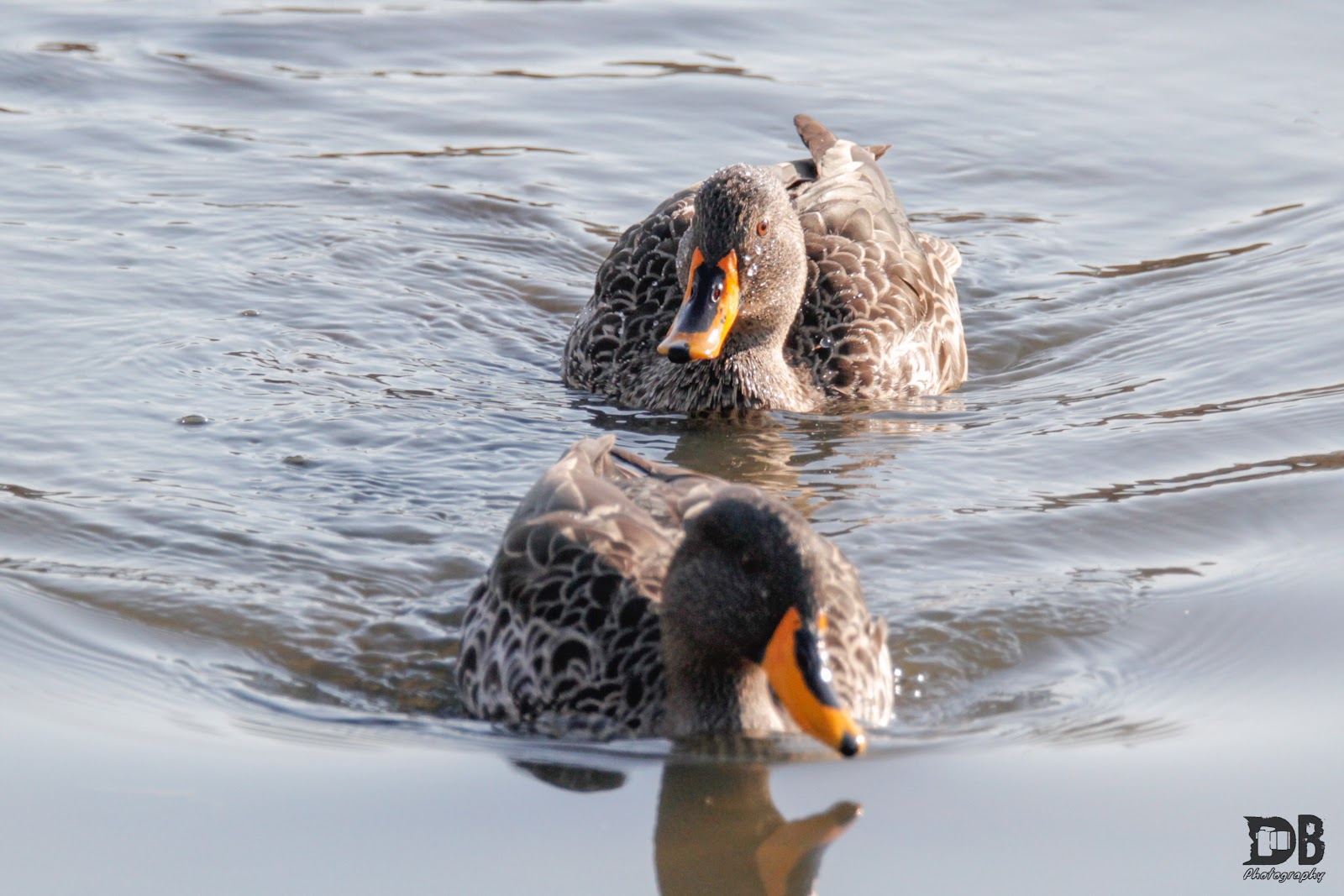 Austin Roberts Bird Sanctuary — photo 4