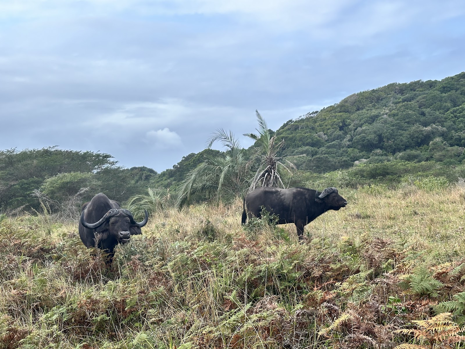 iSimangaliso Wetland Park — photo 2