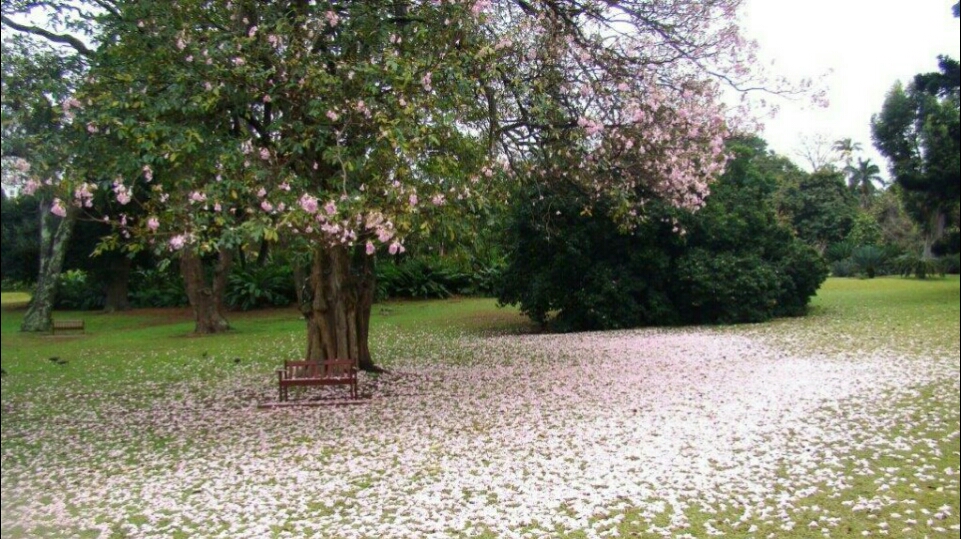 Durban Botanic Gardens — photo 4