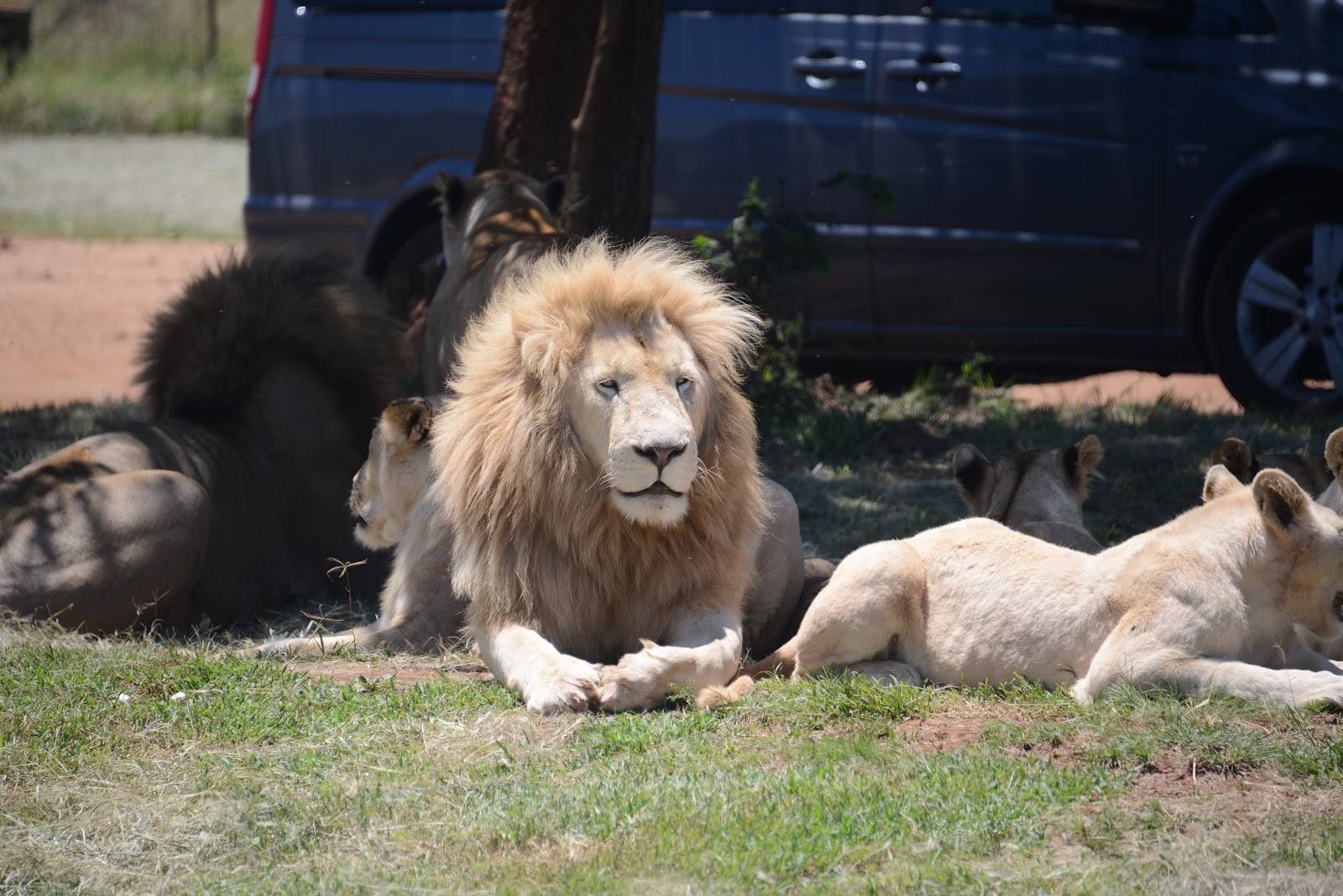 Lion & Safari Park — photo 2