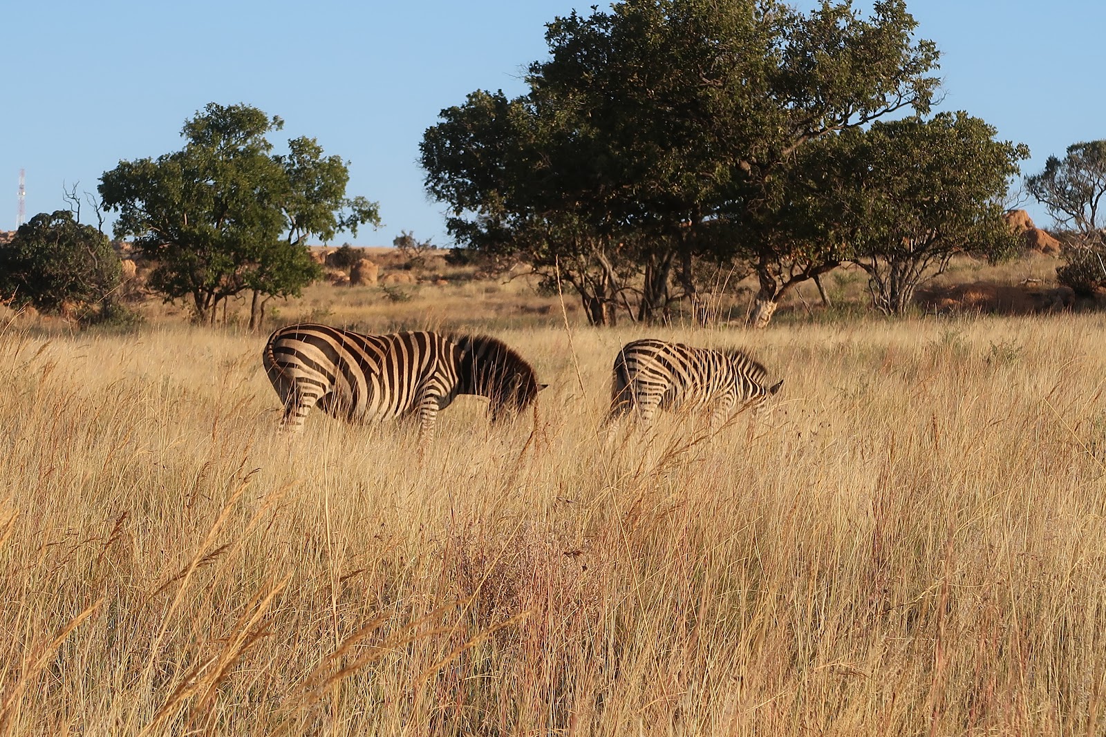 Dinokeng Game Reserve — photo 2
