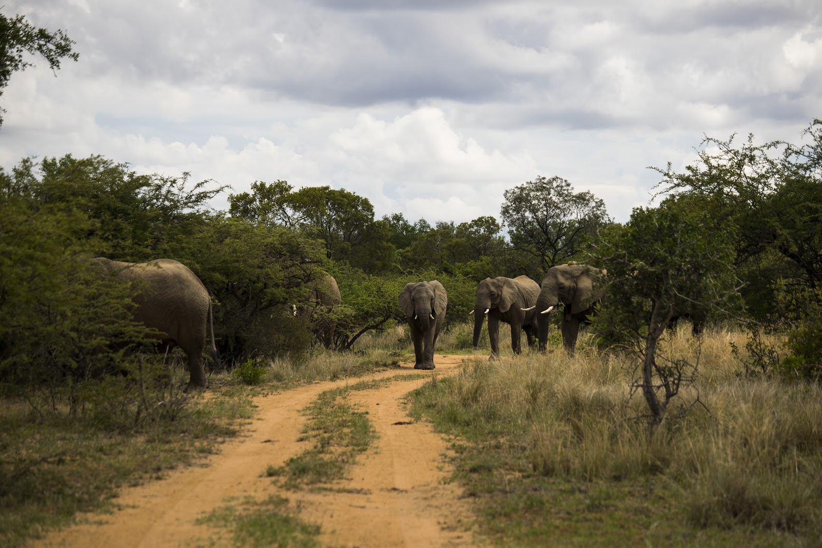 Dinokeng Game Reserve — photo 3