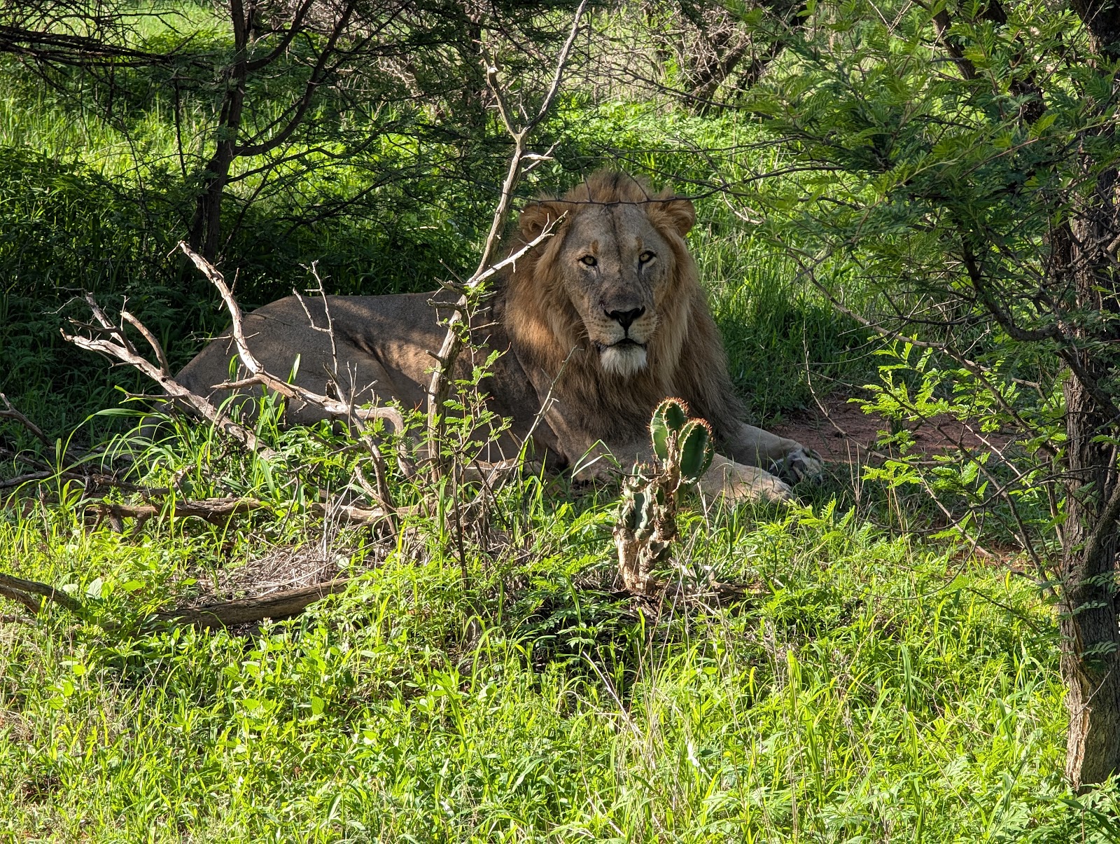 Dinokeng Game Reserve — photo 4