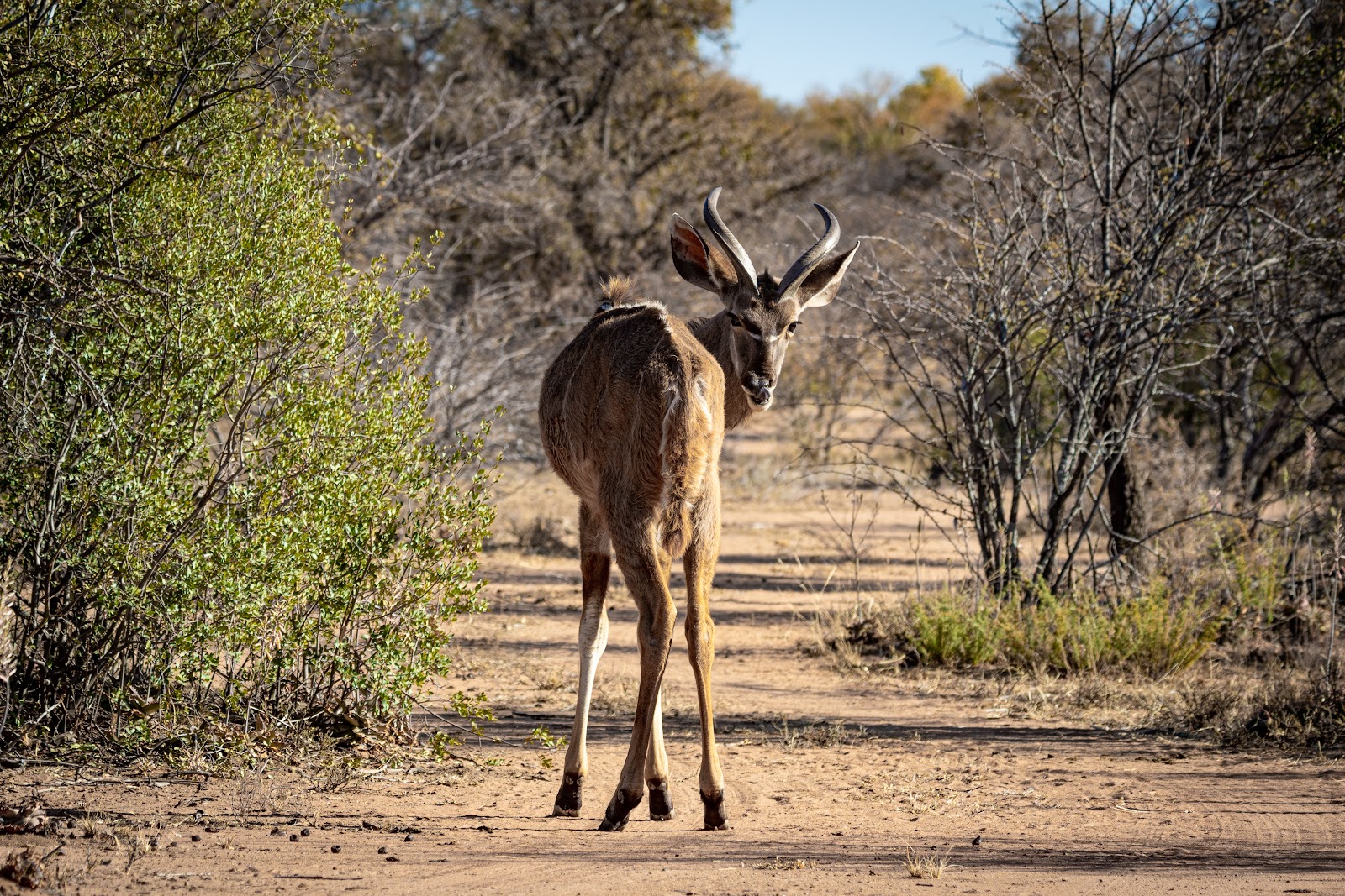 Dinokeng Game Reserve — photo 5