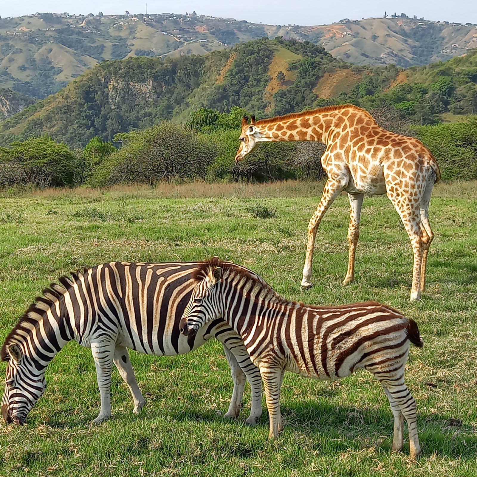 PheZulu Safari Park — photo 2