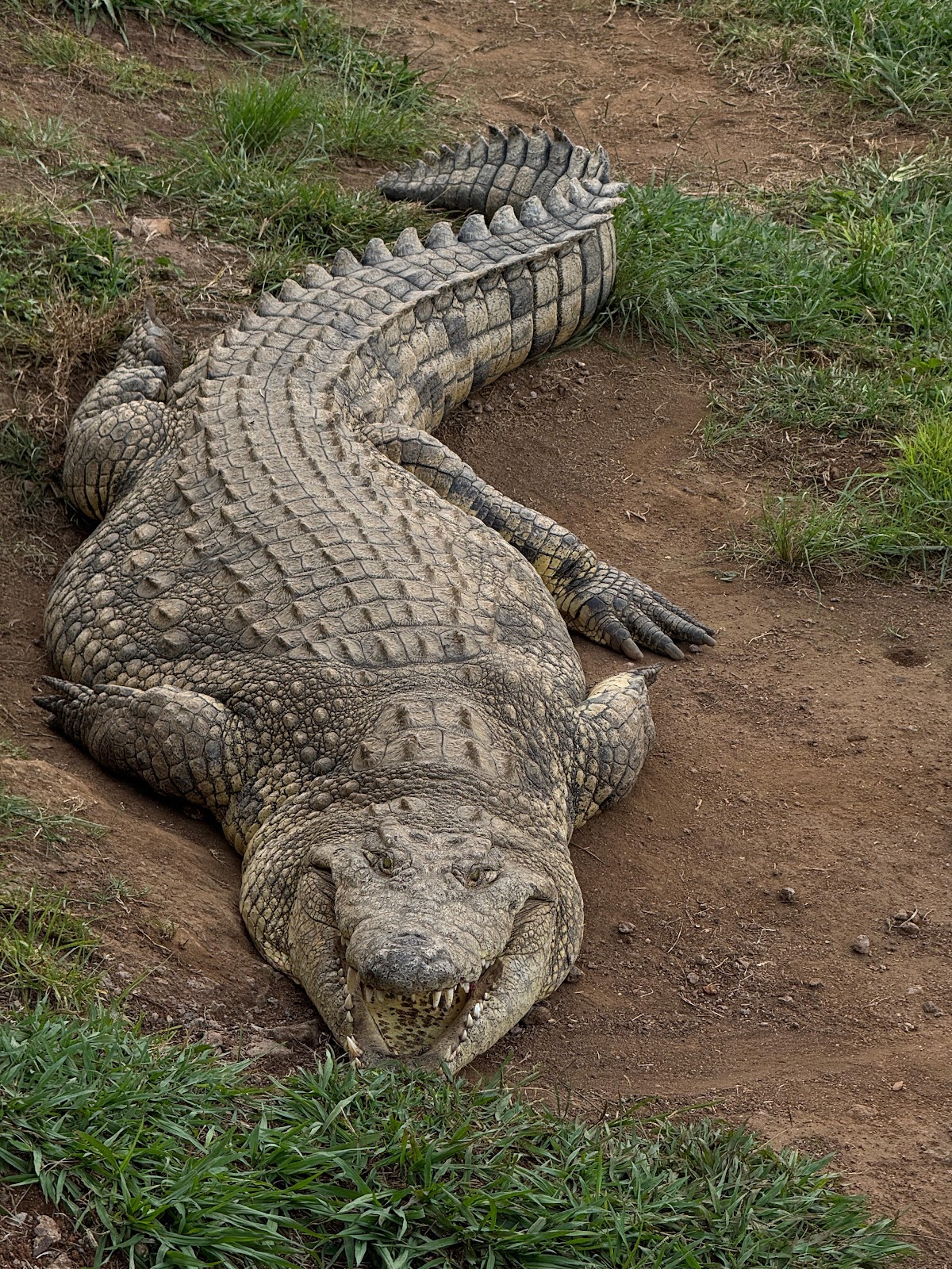 PheZulu Safari Park — photo 4