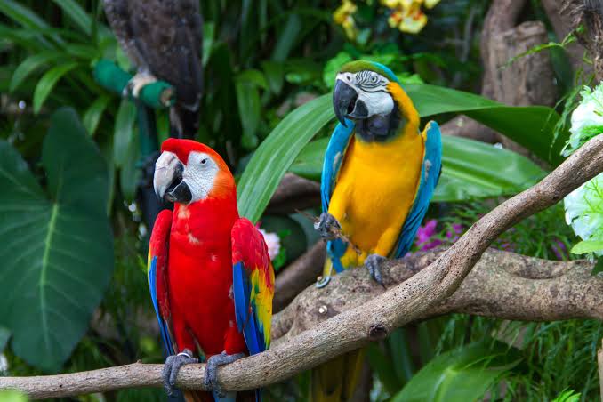 Umgeni River Bird Park — photo 2