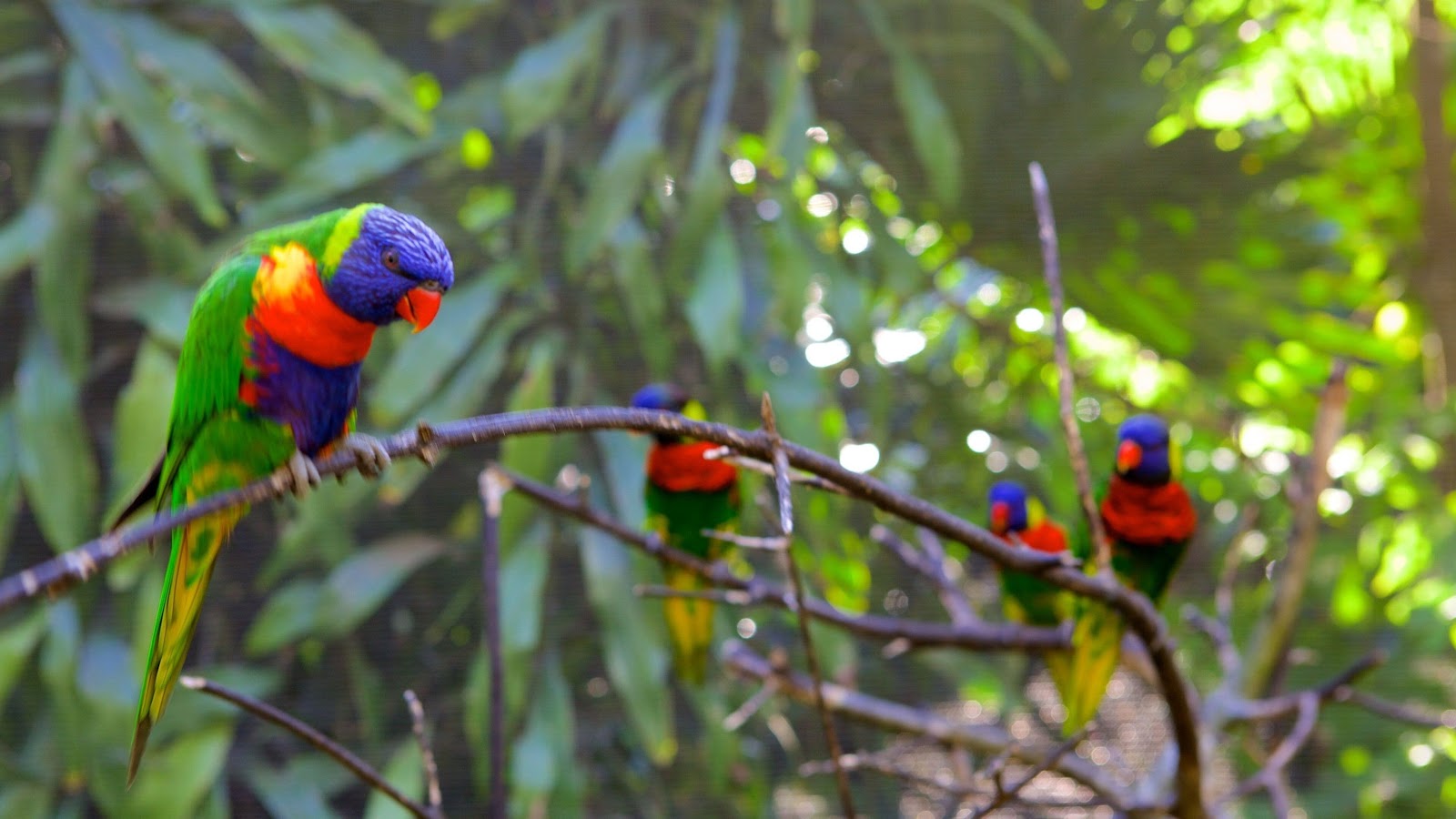 Umgeni River Bird Park — photo 4