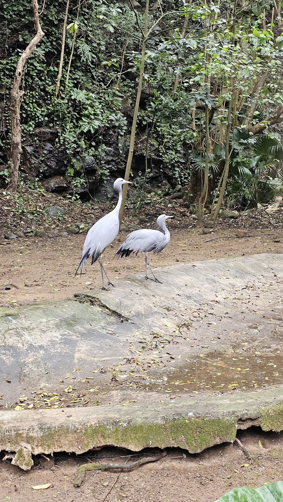 Umgeni River Bird Park — photo 3