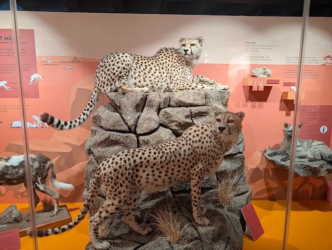 Iziko South African Museum — photo 5