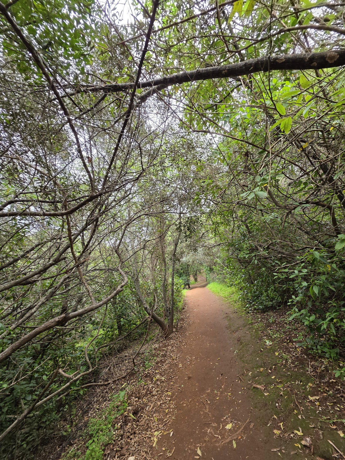 Majik Forest — photo 2