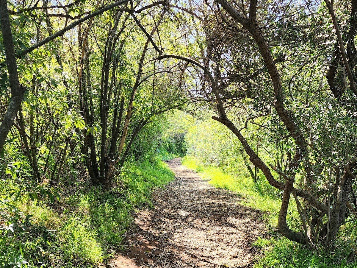 Majik Forest — photo 4