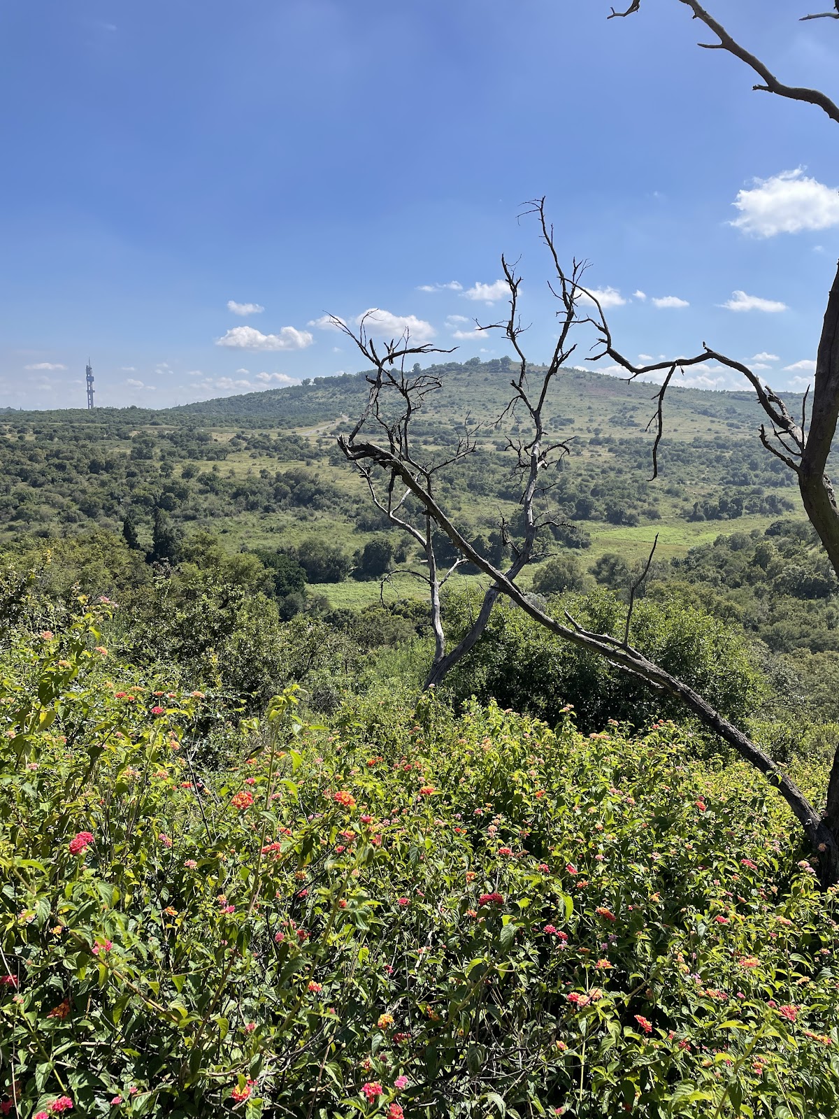 Groenkloof Nature Reserve — photo 2