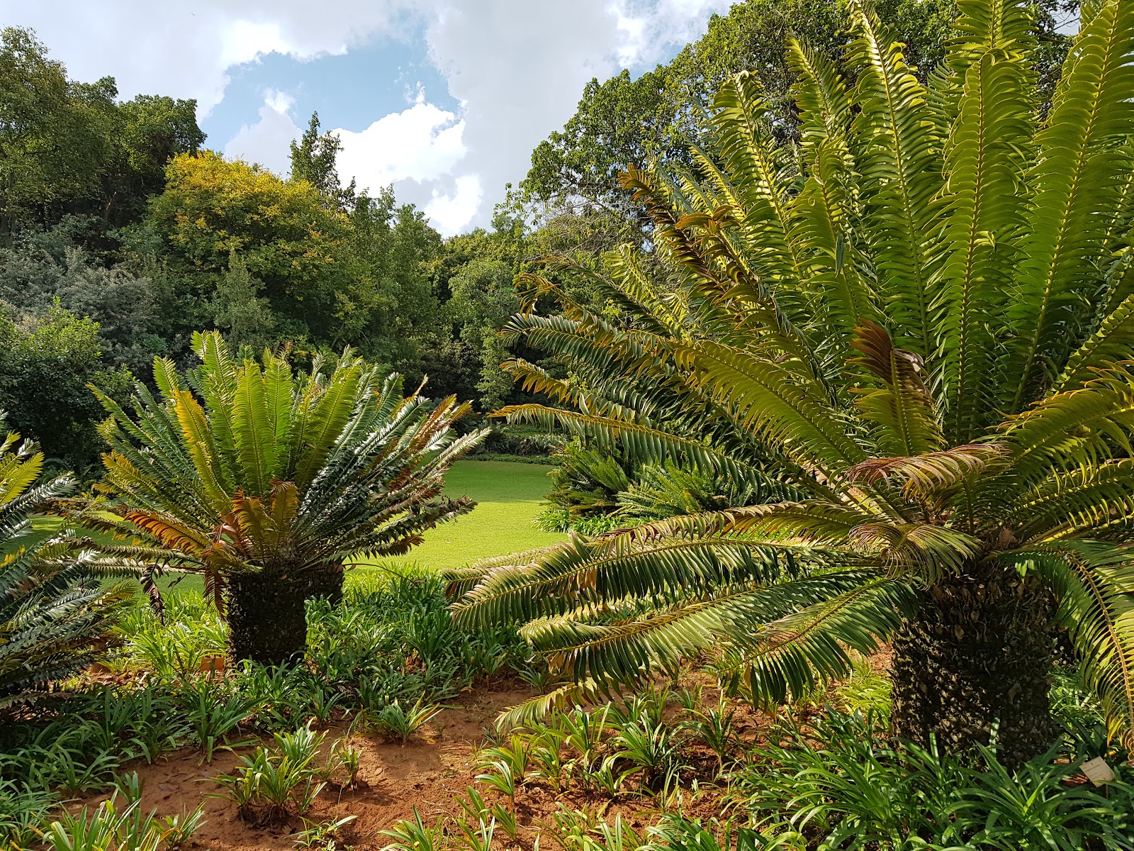 Pretoria National Botanical Garden — photo 4