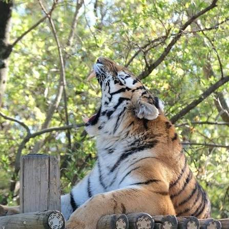 Johannesburg Zoo — photo 5