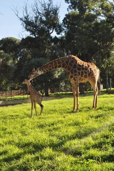 Johannesburg Zoo — photo 3