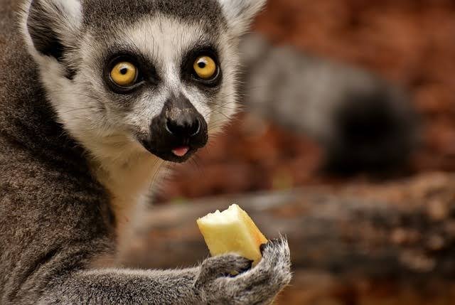 Johannesburg Zoo — photo 4