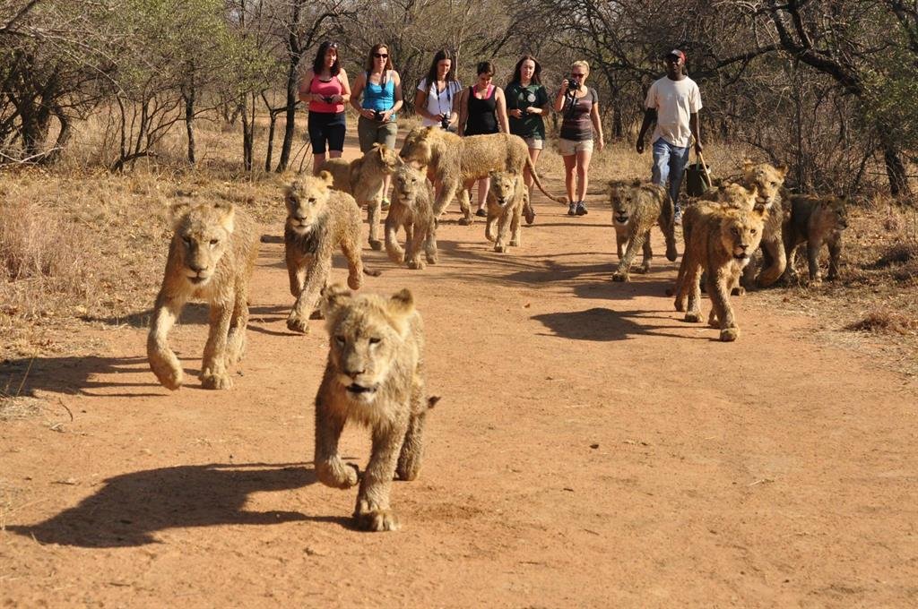 Lion & Safari Park — photo 4