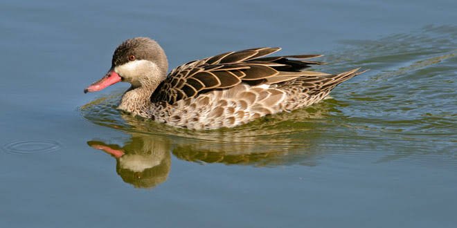 Pigeon Valley Nature Reserve — photo 3