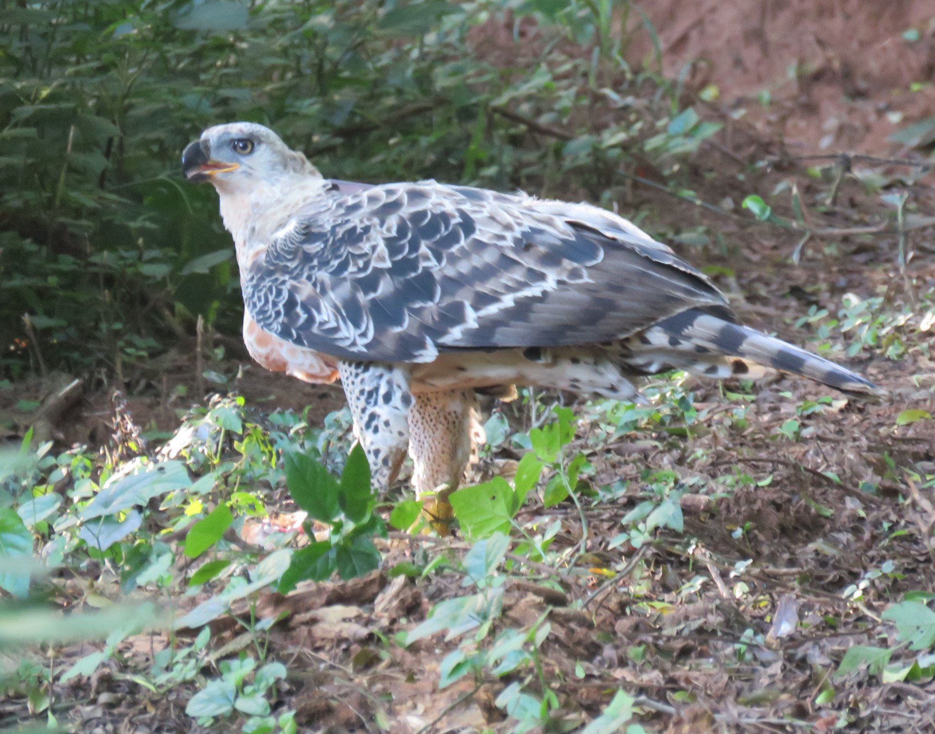 Pigeon Valley Nature Reserve