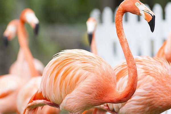 Florence Bloom Bird Sanctuary — photo 3