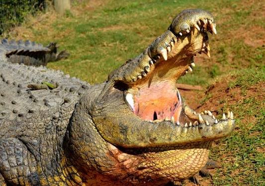 Crocworld Conservation Centre