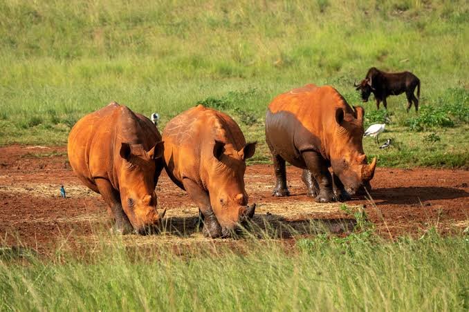 Rhino & Lion Nature Reserve — photo 3