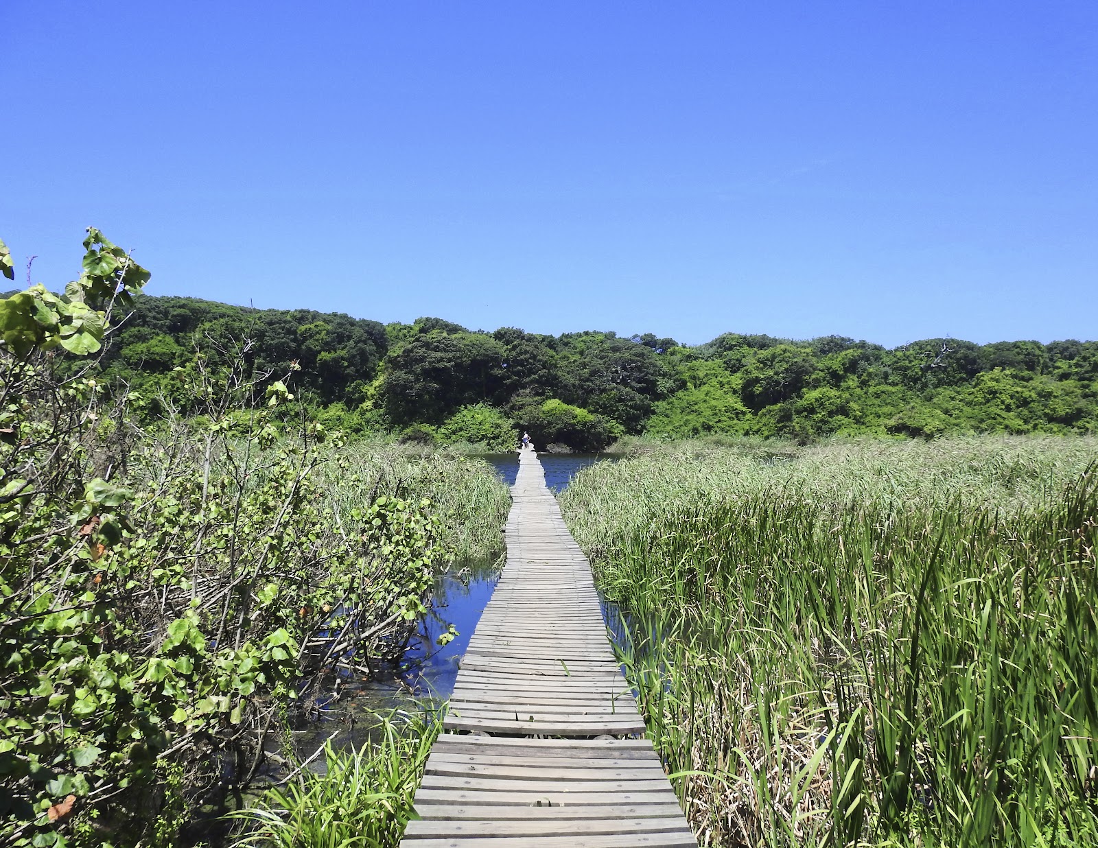 Umhlanga Lagoon Nature Reserve