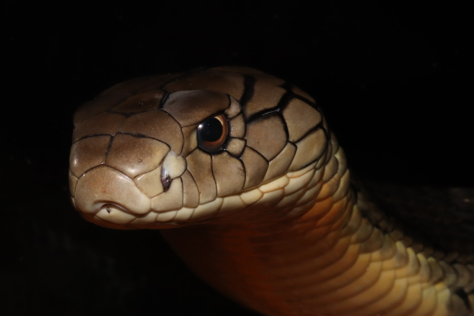 Reptile Garden — photo 2