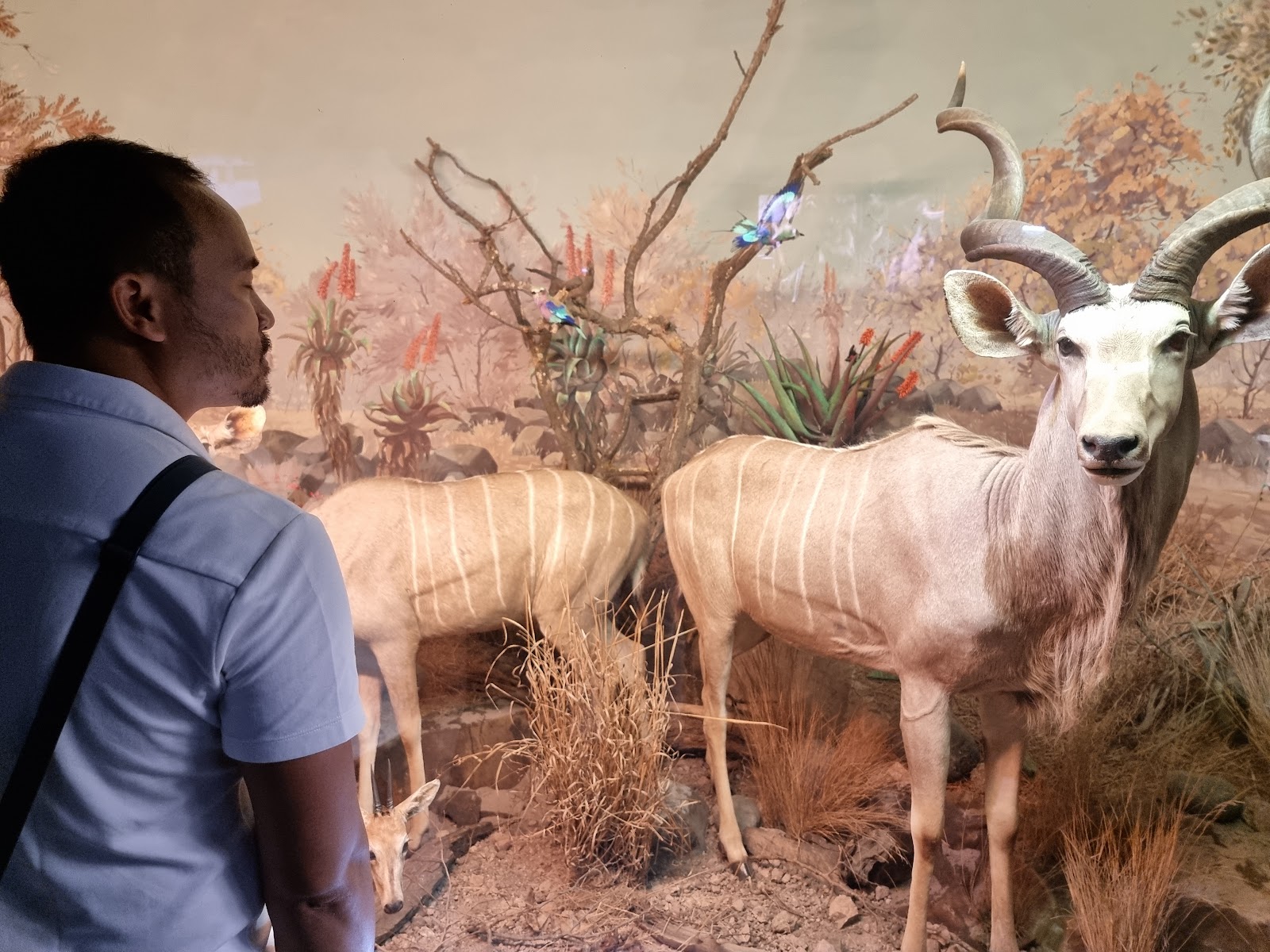 Durban Natural Science Museum — photo 4