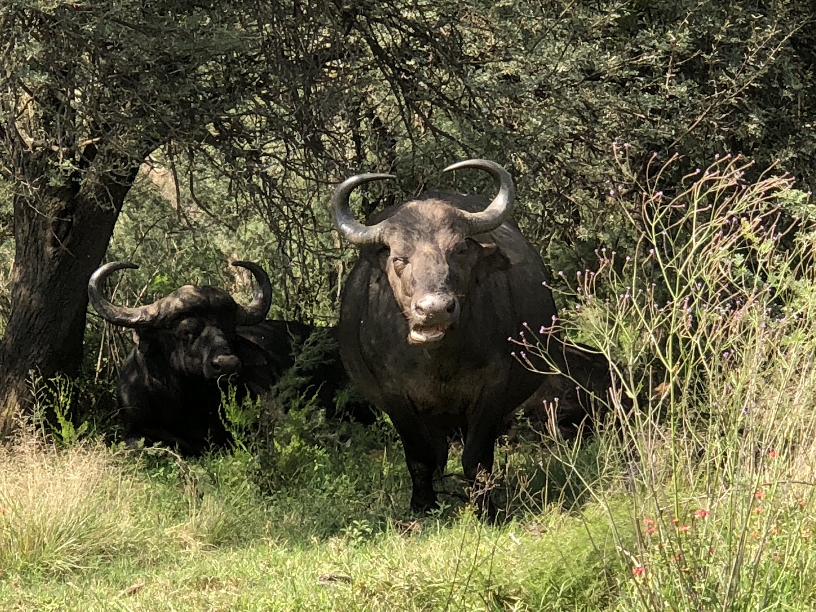 Rietvlei Nature Reserve — photo 5