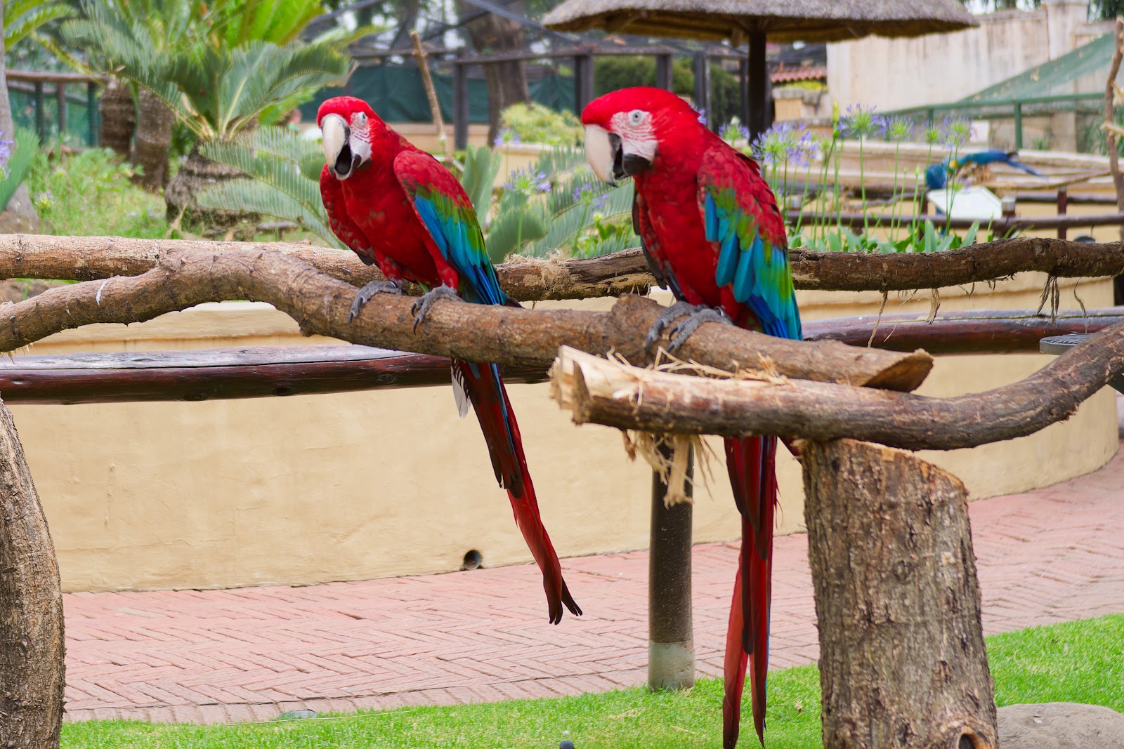 Montecasino Bird Gardens — photo 2