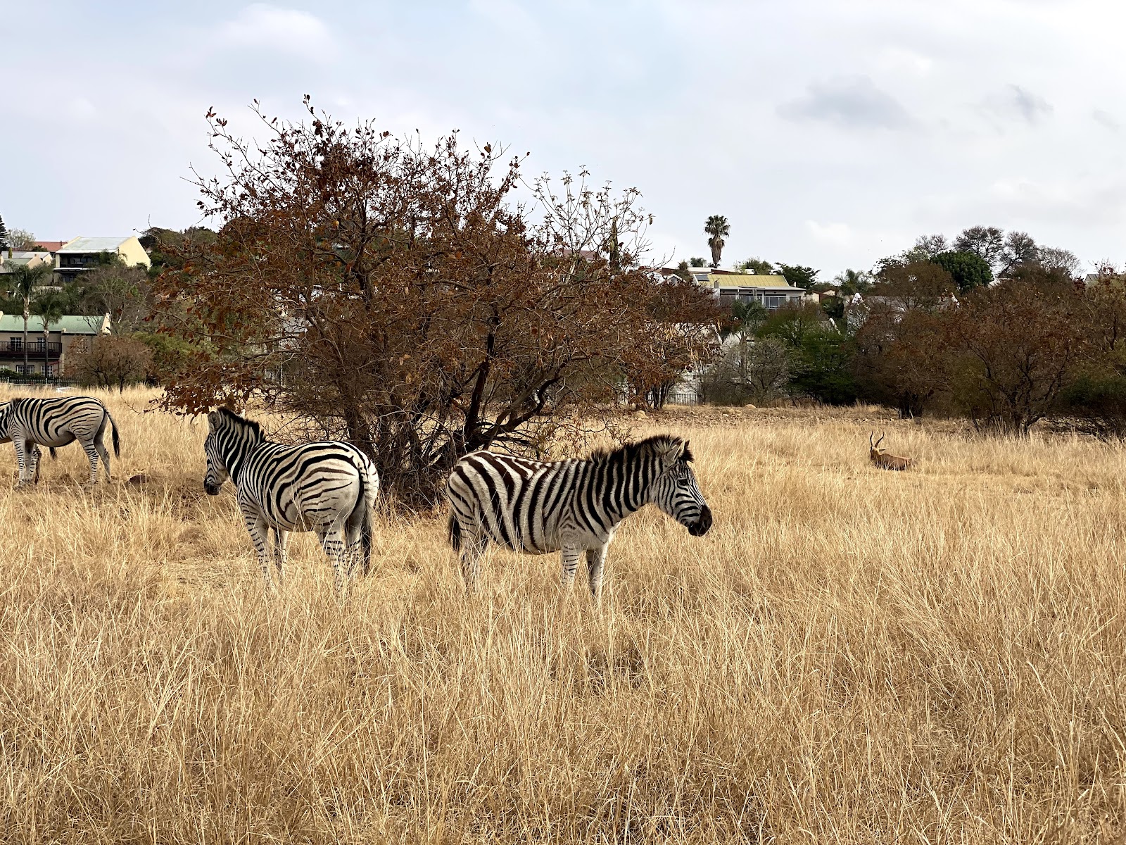 Moreleta Kloof Nature Reserve — photo 2
