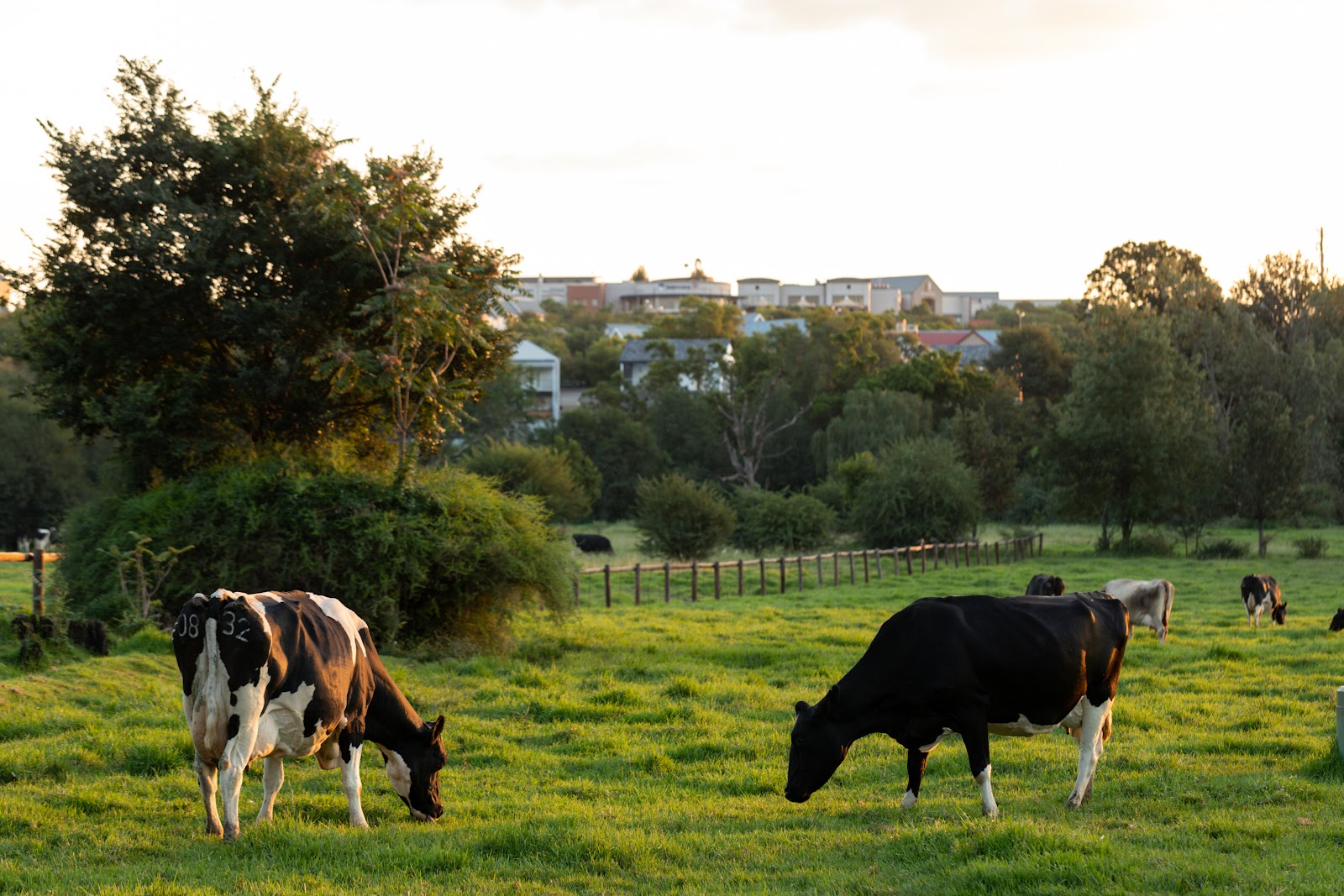 Irene Dairy Farm — photo 4