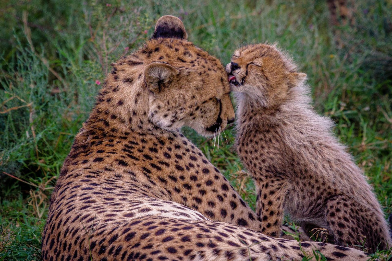 De Wildt Cheetah & Wildlife Centre
