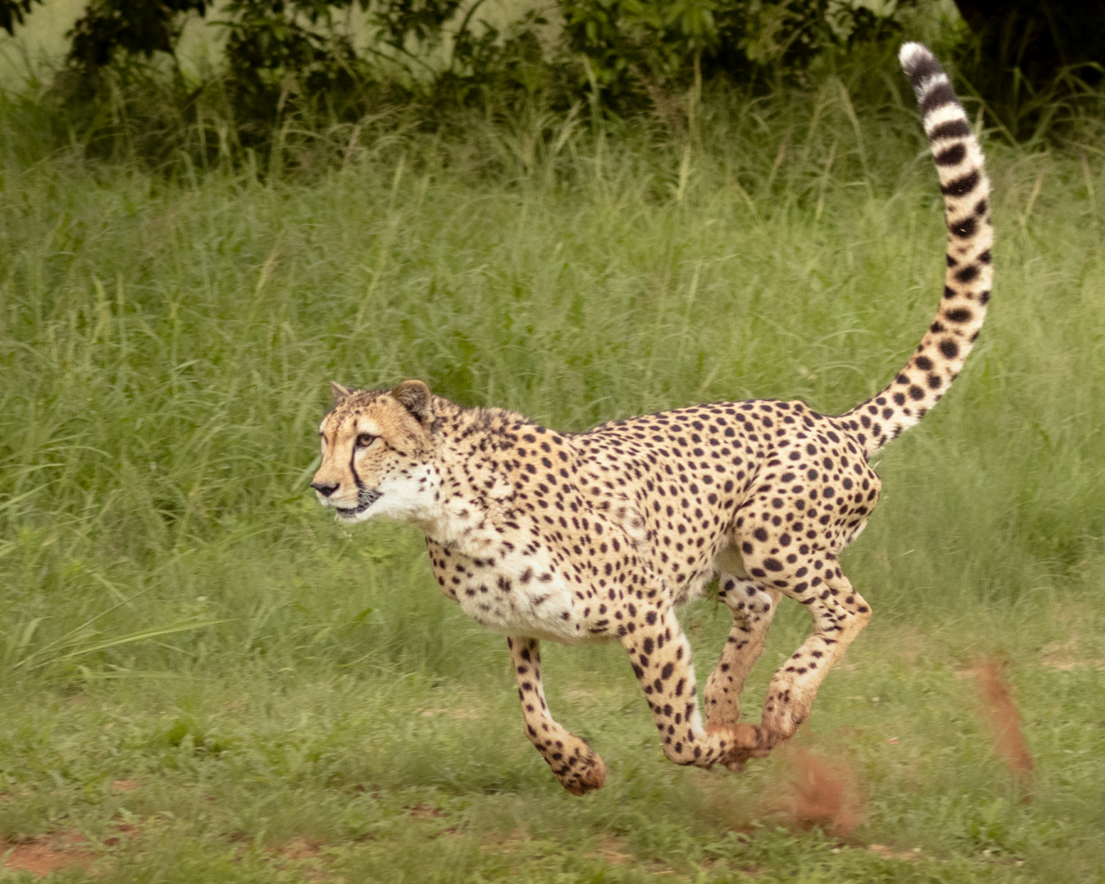 De Wildt Cheetah & Wildlife Centre — photo 2