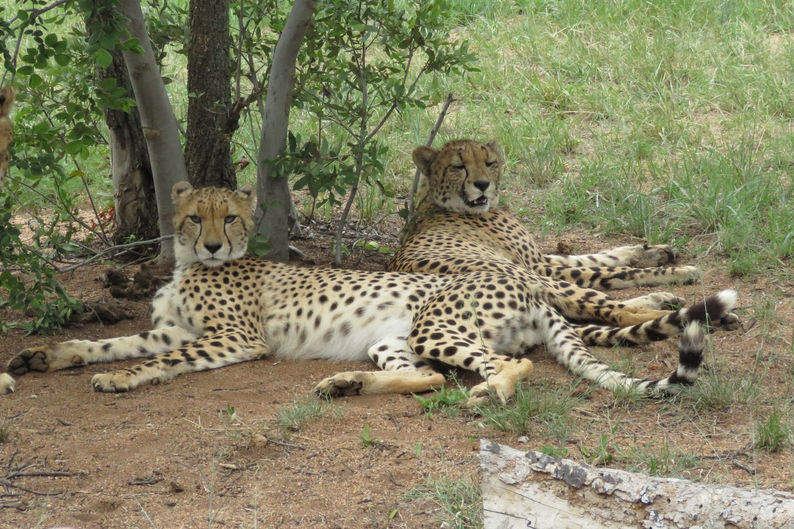 De Wildt Cheetah & Wildlife Centre — photo 3