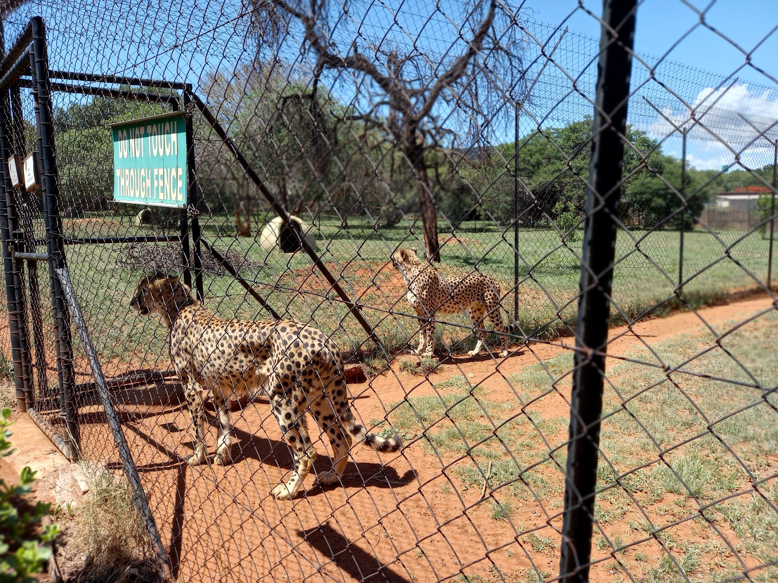 De Wildt Cheetah & Wildlife Centre — photo 4