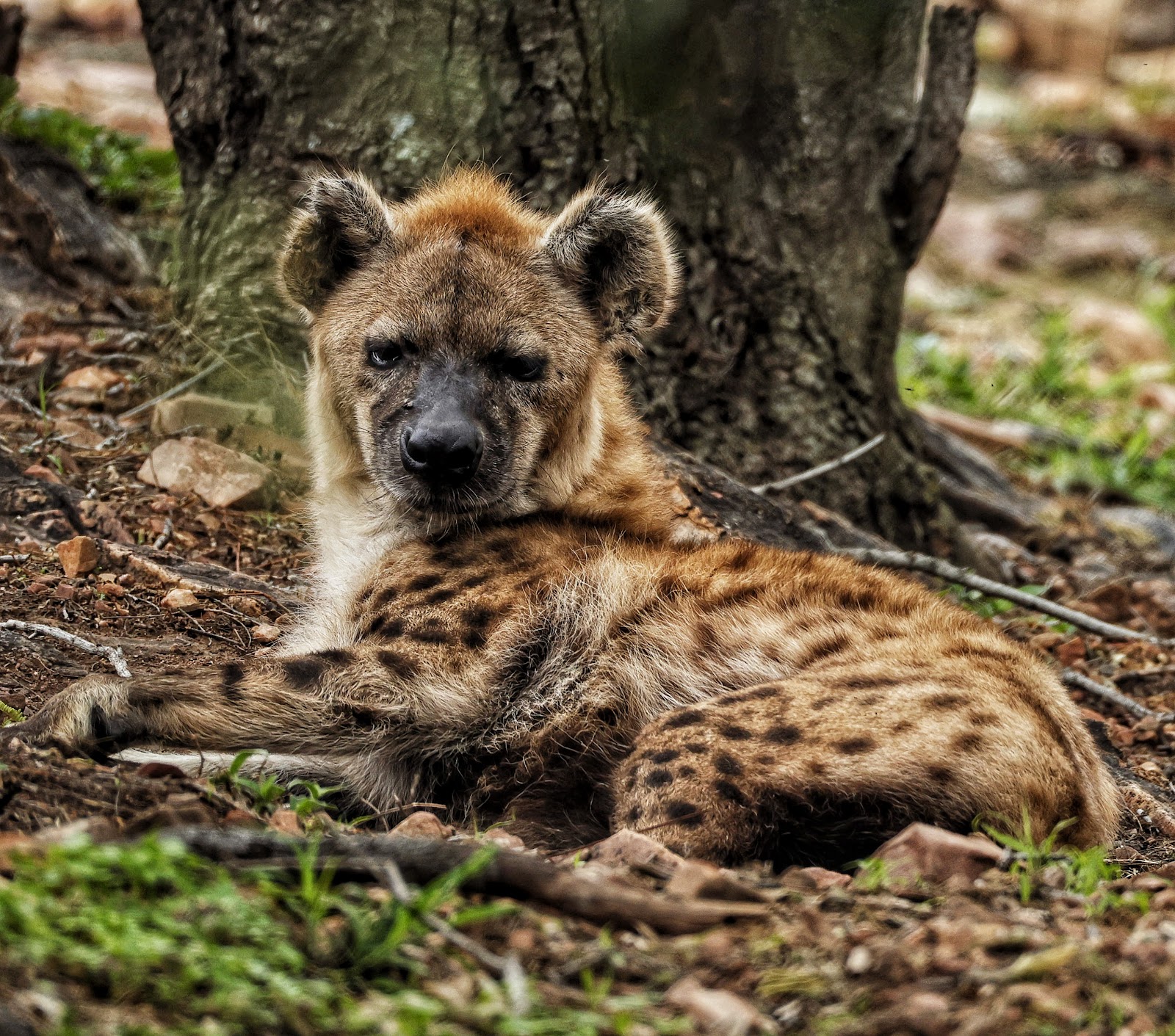 De Wildt Cheetah & Wildlife Centre — photo 5