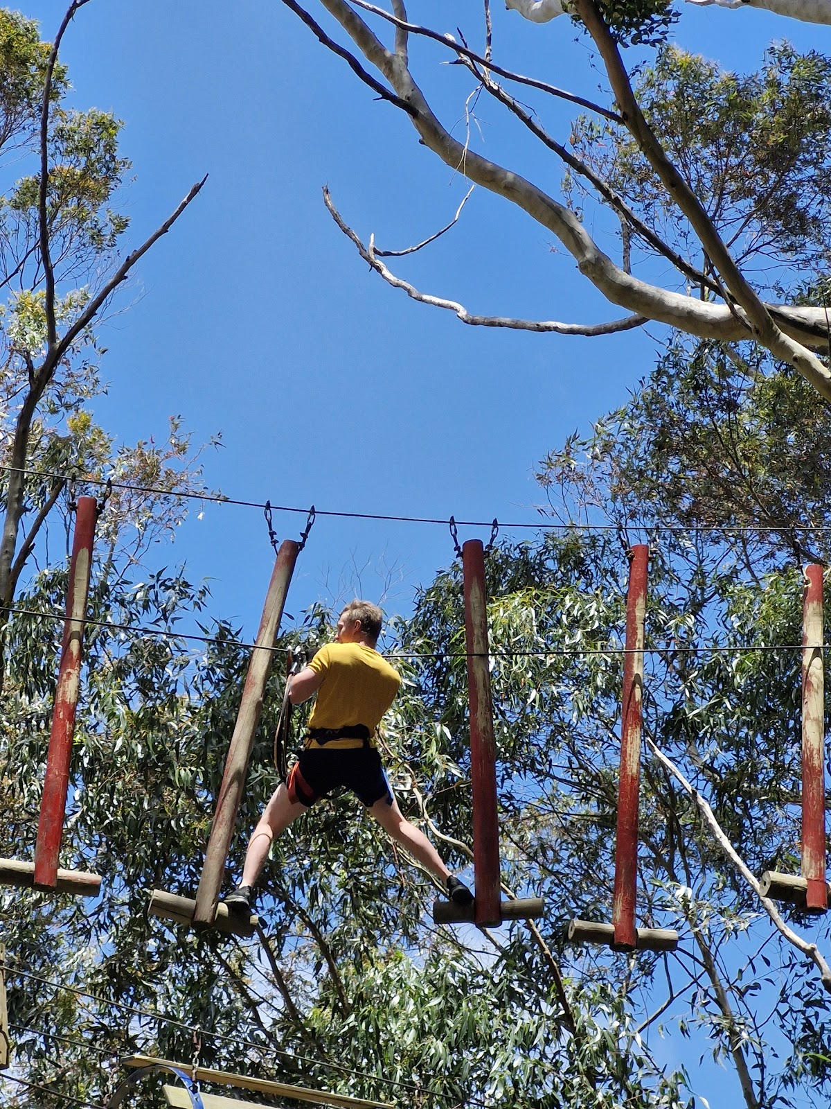 Acrobranch – Constantia — photo 2
